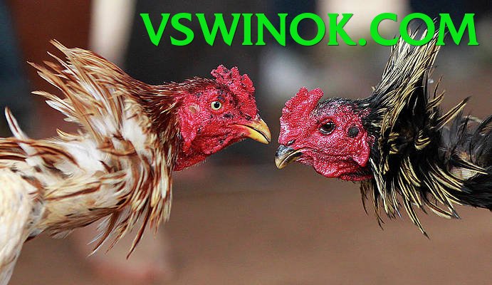 Đá Gà Trực Tiếp - vswin - Cập nhật